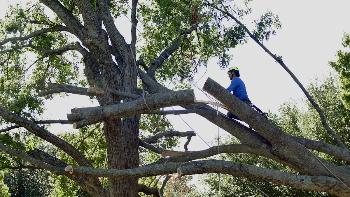 Professional Crown Thinning performed by certified arborists in New Philadelphia